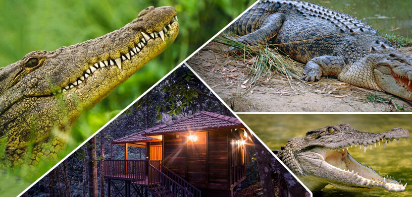 Best of Chandipur & Bhitarakanika Tour, Odisha, India